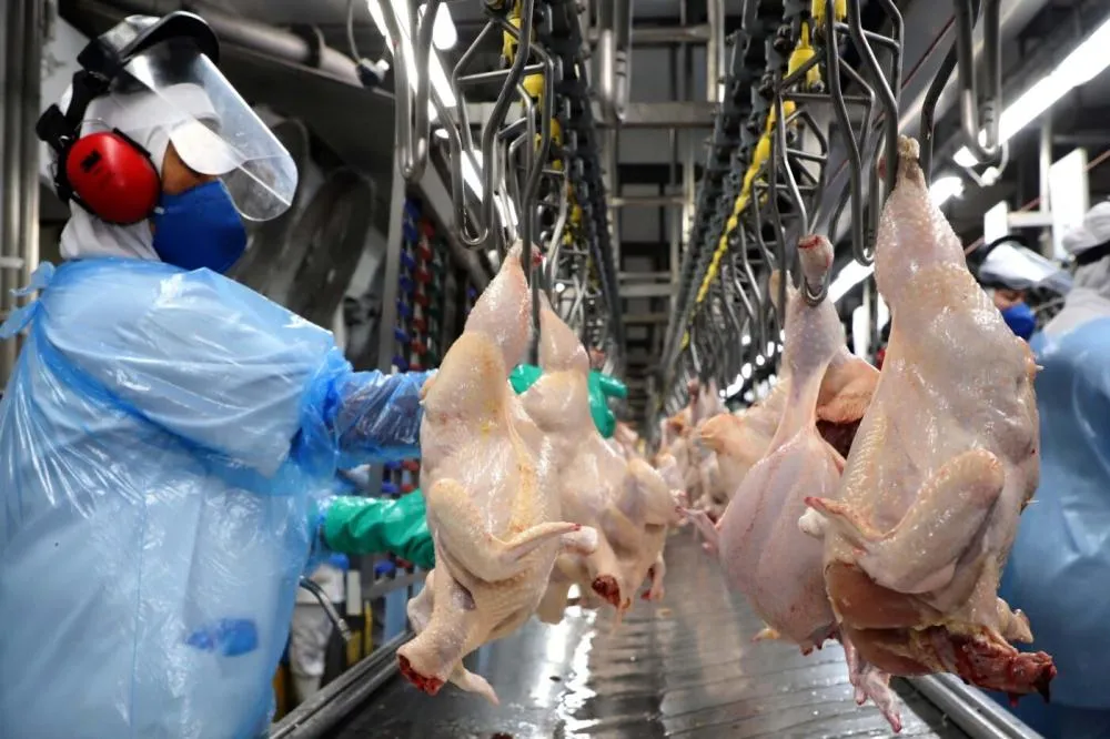 Exportações de carne de frango atingem recorde trimestral