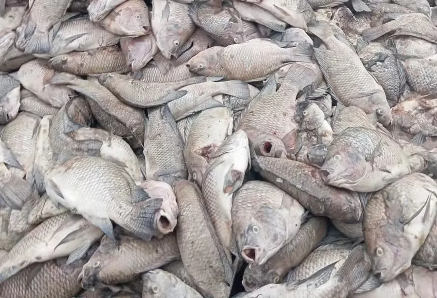 Mais de 450 mil peixes morrem por falha em energia elétrica no Paraná