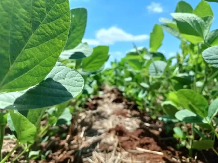 Plantio de soja avança no Brasil e provoca queda nos preços internos