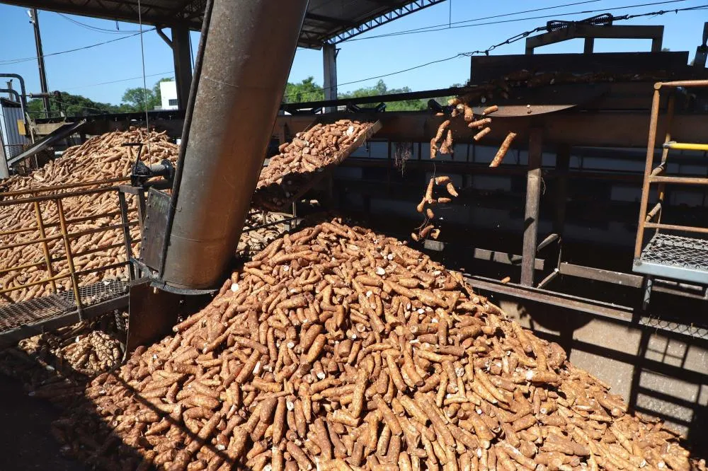 Chuvas restringem colheita e reduzem esmagamento da mandioca