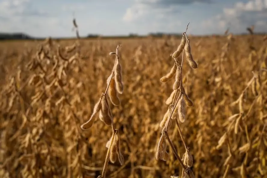 El Niño pode reduzir safra de soja em quase 10% e causar perdas de R$ 33 bilhões