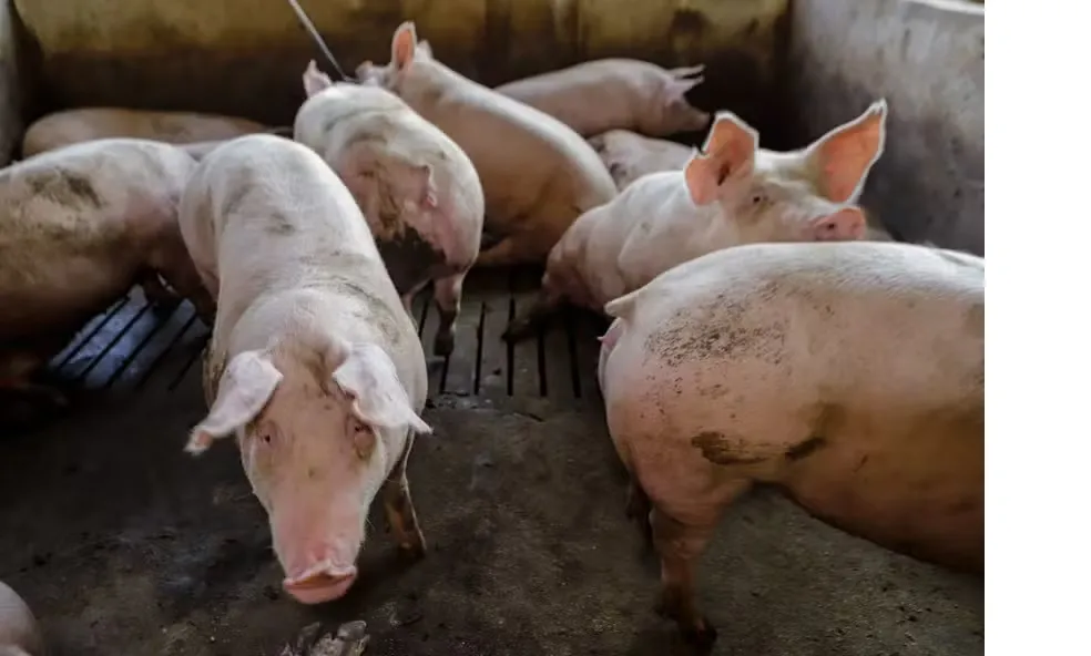 Preço dos suínos oscilam entre as regiões, enquanto carne cai no atacado