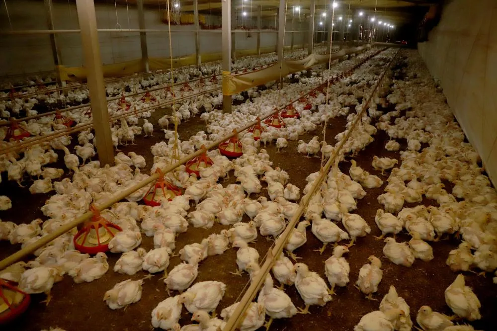 FRANGO/CEPEA: Mercado segue sem impactos após novos focos de Newcastle em SC