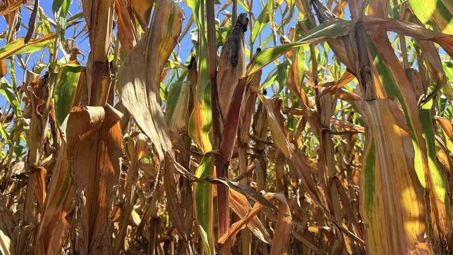 Novo seguro rural deve demandar quatro vezes mais recursos que o atual