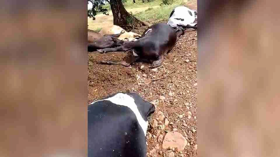 Raio mata vacas e touro em área rural no interior do PR