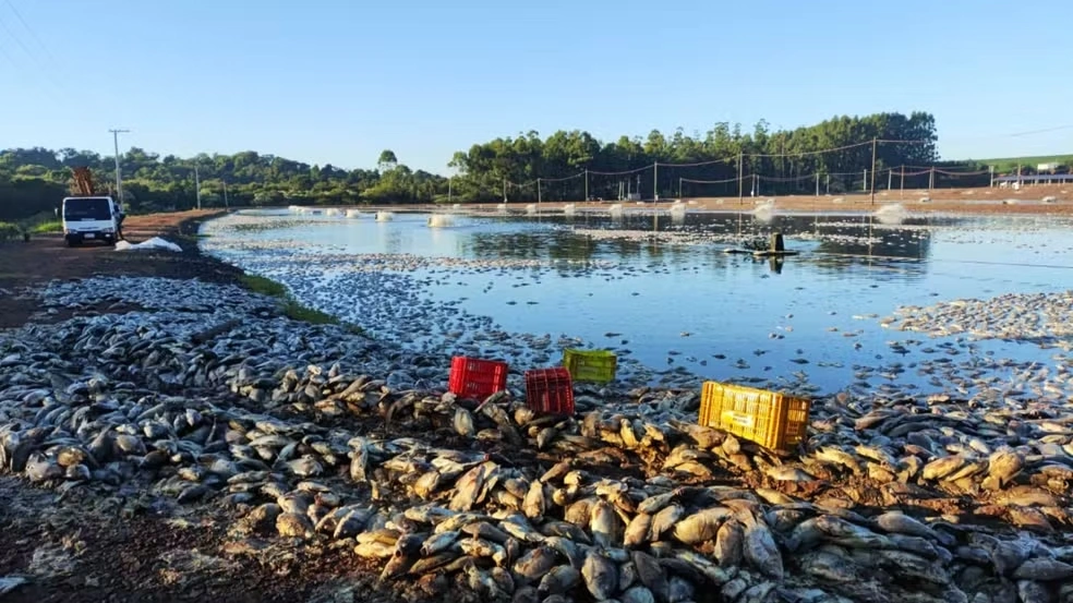 Agricultor tem preju&iacute;zo de cerca de R$ 9 milh&otilde;es ap&oacute;s queda de energia causar morte de 900 mil kg de til&aacute;pias, em Tup&atilde;ssi