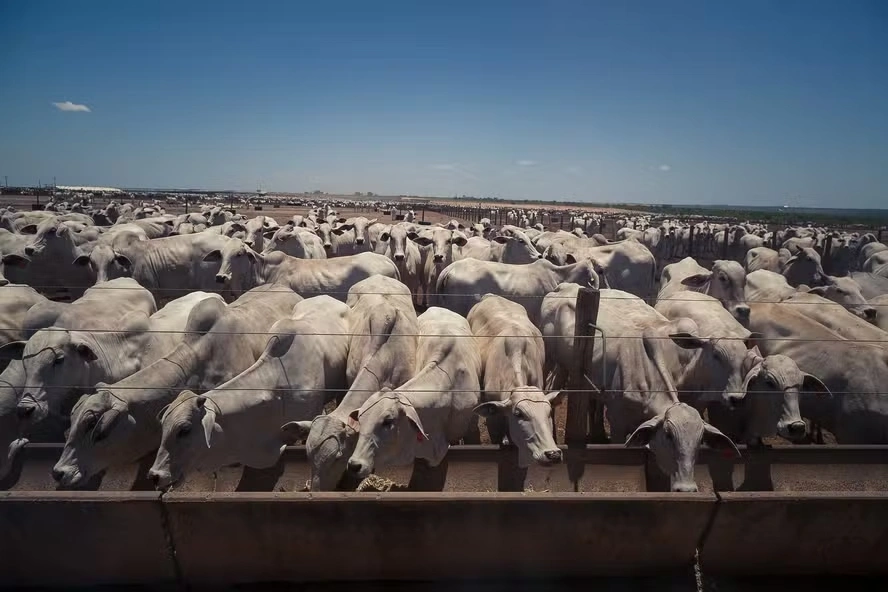 Abate de bovinos subiu 8,2% e bateu recorde em 2025, diz IBGE