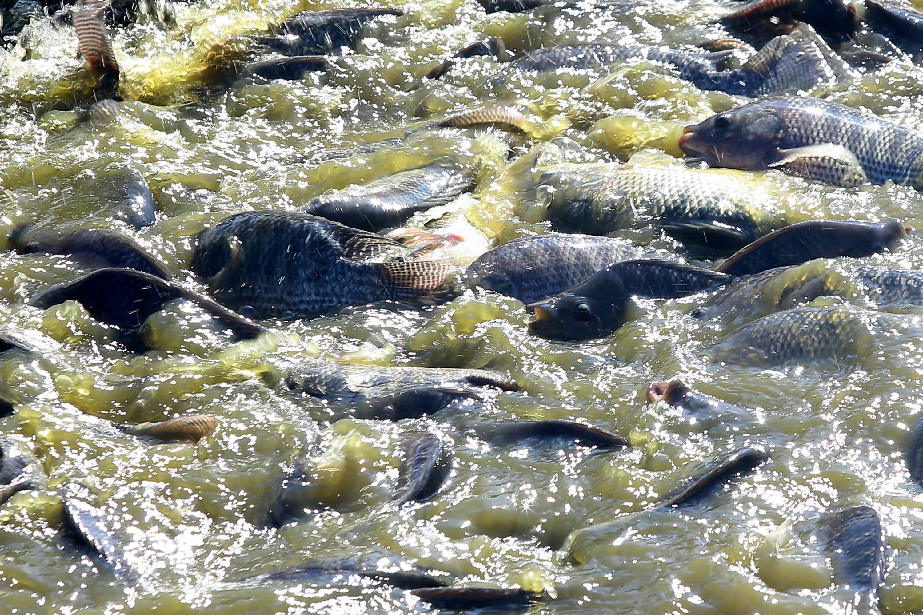 Paran&aacute; desonera ICMS de insumo para produ&ccedil;&atilde;o de peixes e semente color&iacute;fica de urucum
