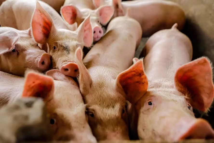 Pre&ccedil;os dos su&iacute;nos sofrem forte queda em janeiro