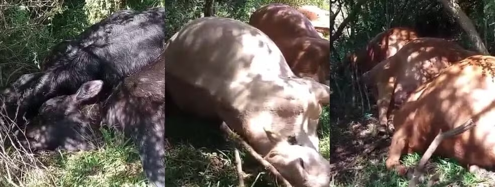 Mais de 25 vacas e bezerros morrem ap&oacute;s serem atingidos por raio em SC; preju&iacute;zo estimado &eacute; de R$ 100 mil