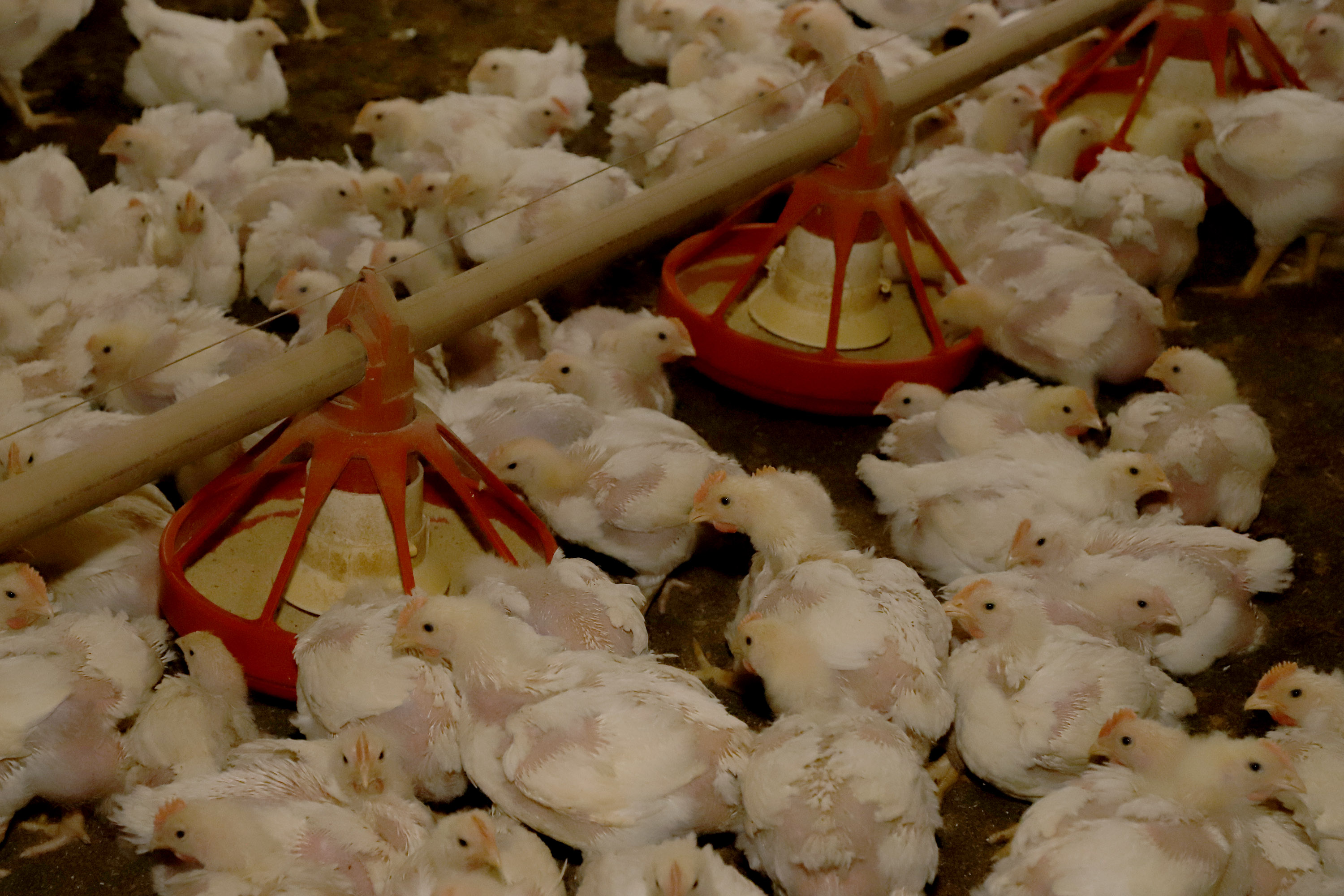 Setor da avicultura projeta novo avan&ccedil;o em 2026; risco sanit&aacute;rio segue no radar