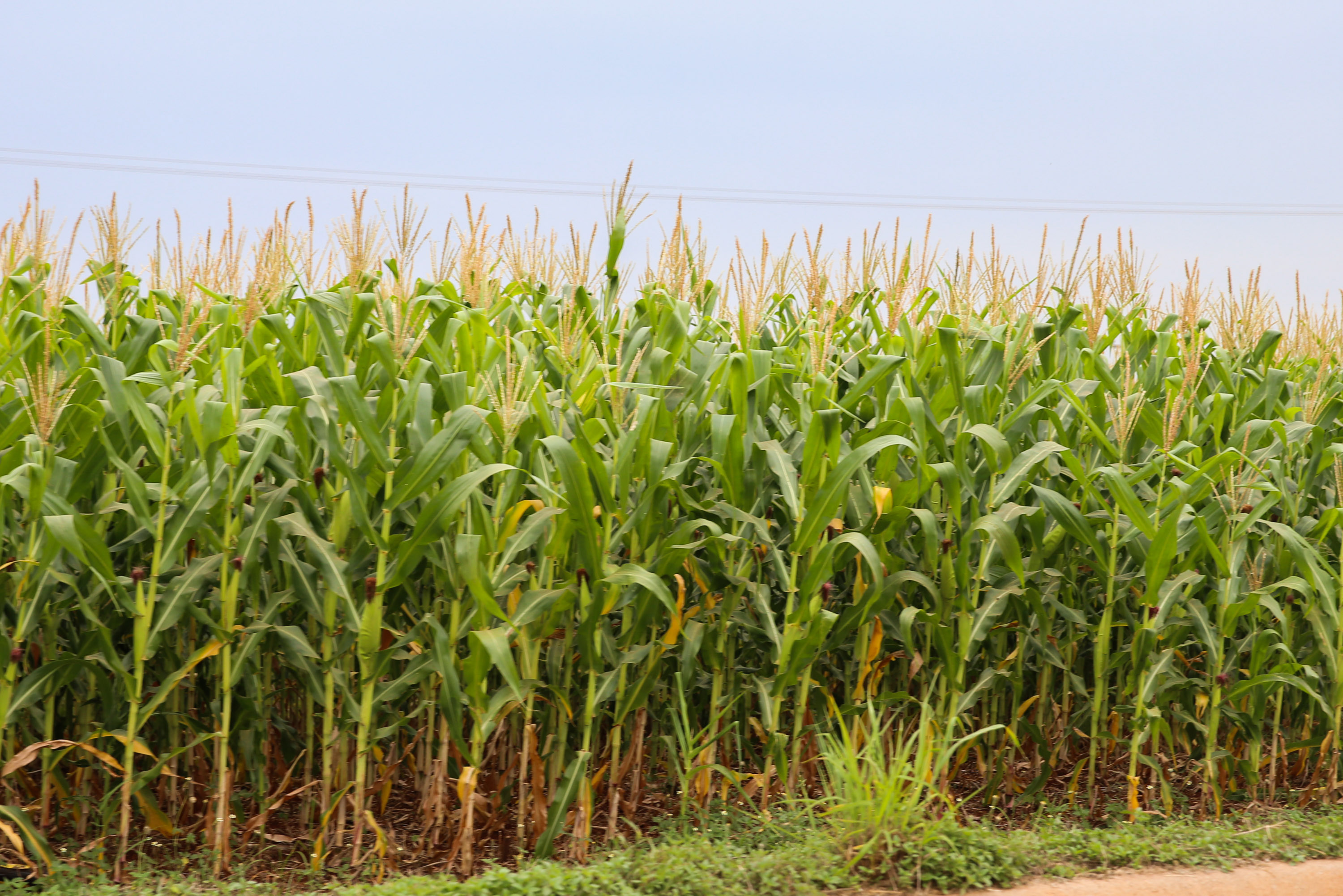 Exporta&ccedil;&otilde;es paranaenses de milho crescem 179% e receitas triplicam em 2025