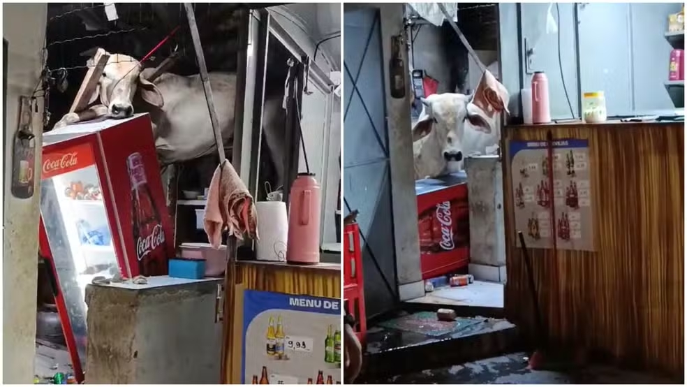 Vaca cai em telhado da cozinha de um bar e causa preju&iacute;zos no interior do Cear&aacute;