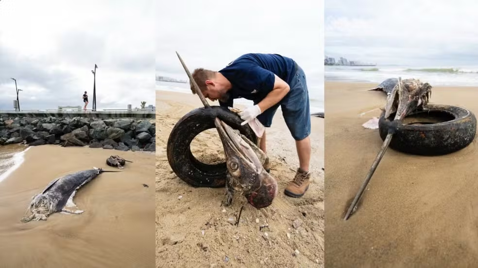 Peixe encontrado morto com pneu preso no bico em SC media 3,3 metros e pesava 400 kg