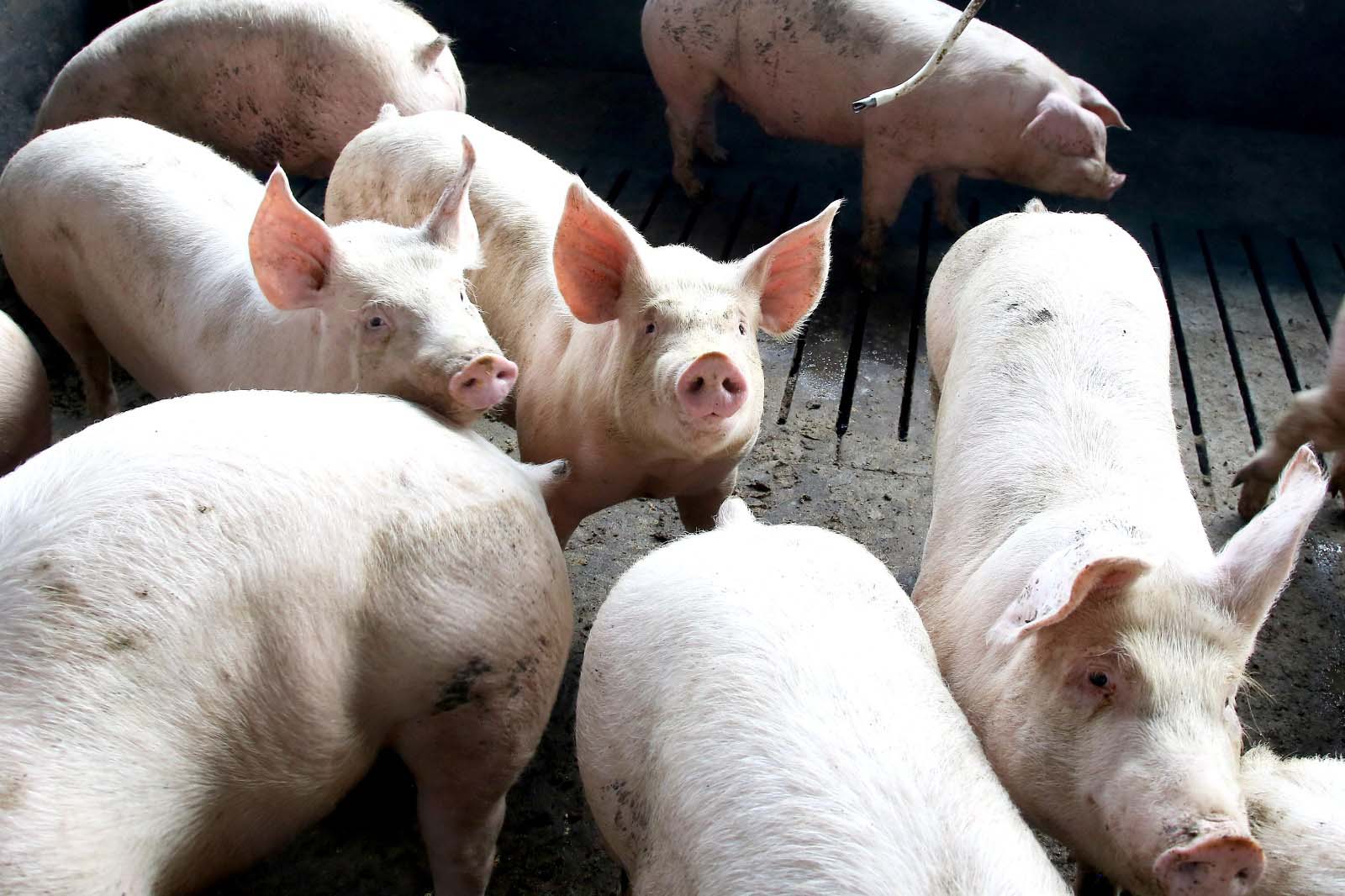 Pre&ccedil;o do su&iacute;no vivo integrado supera valor do mercado independente