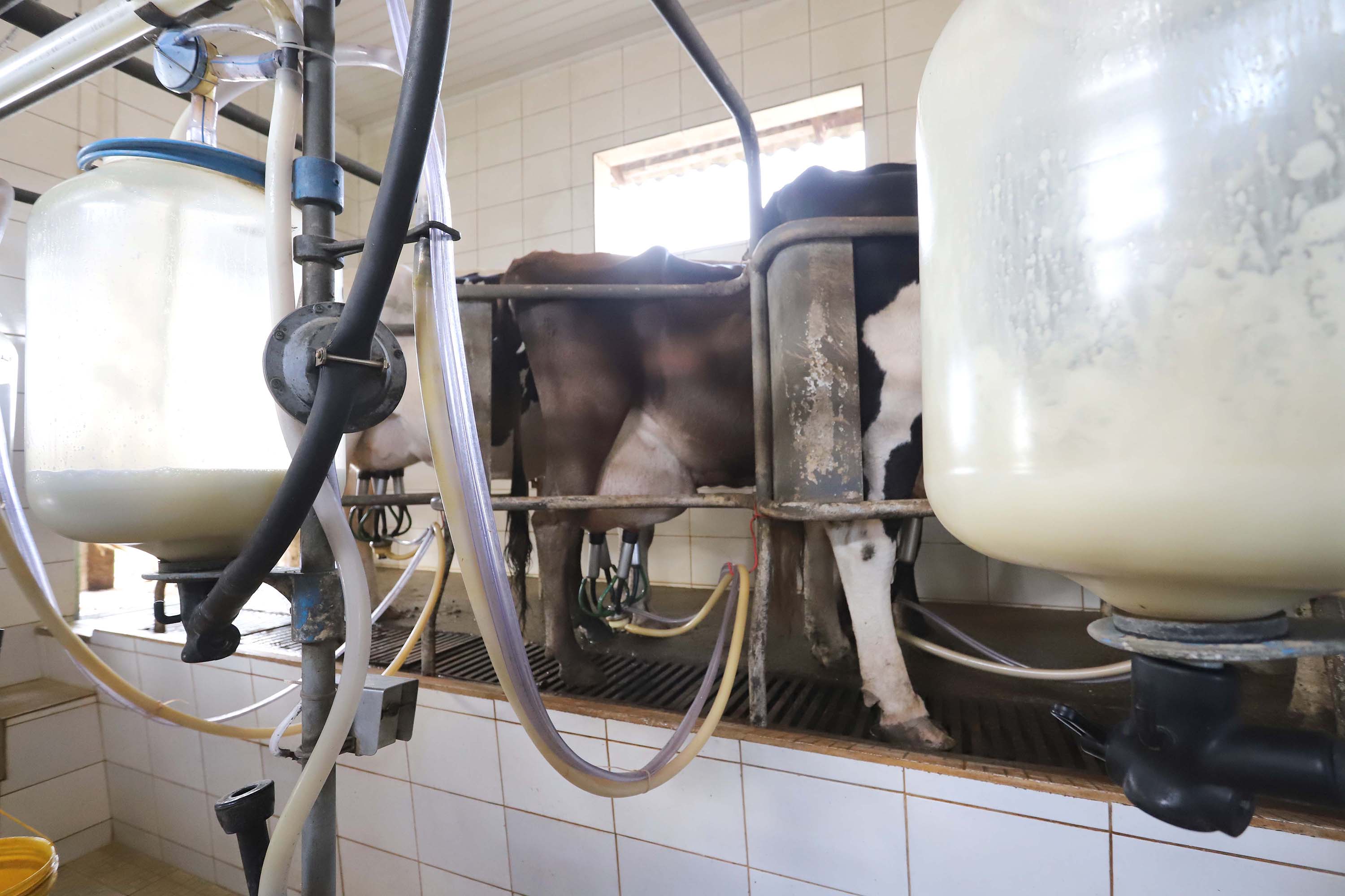 Pre&ccedil;o do leite cai 19% em um ano; margens de produtores e ind&uacute;strias se comprimem