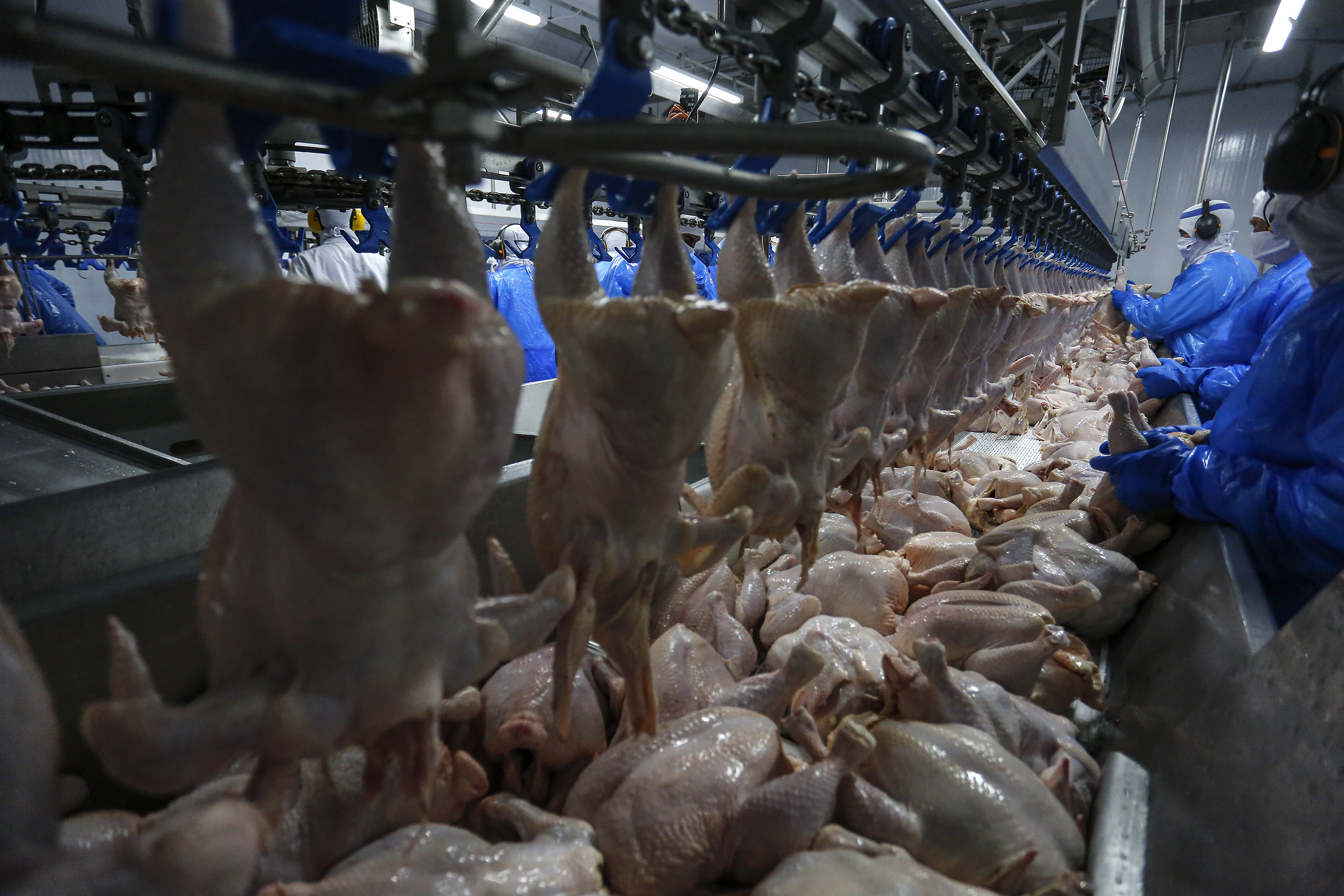 Retomada das exporta&ccedil;&otilde;es de frango para a Mal&aacute;sia ter&aacute; reflexo positivo no Paran&aacute;