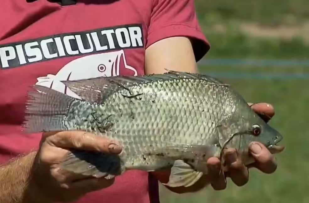 Com Paran&aacute; sendo o maior exportador de til&aacute;pia no pa&iacute;s, esp&eacute;cie pode entrar na lista de invasoras ex&oacute;ticas