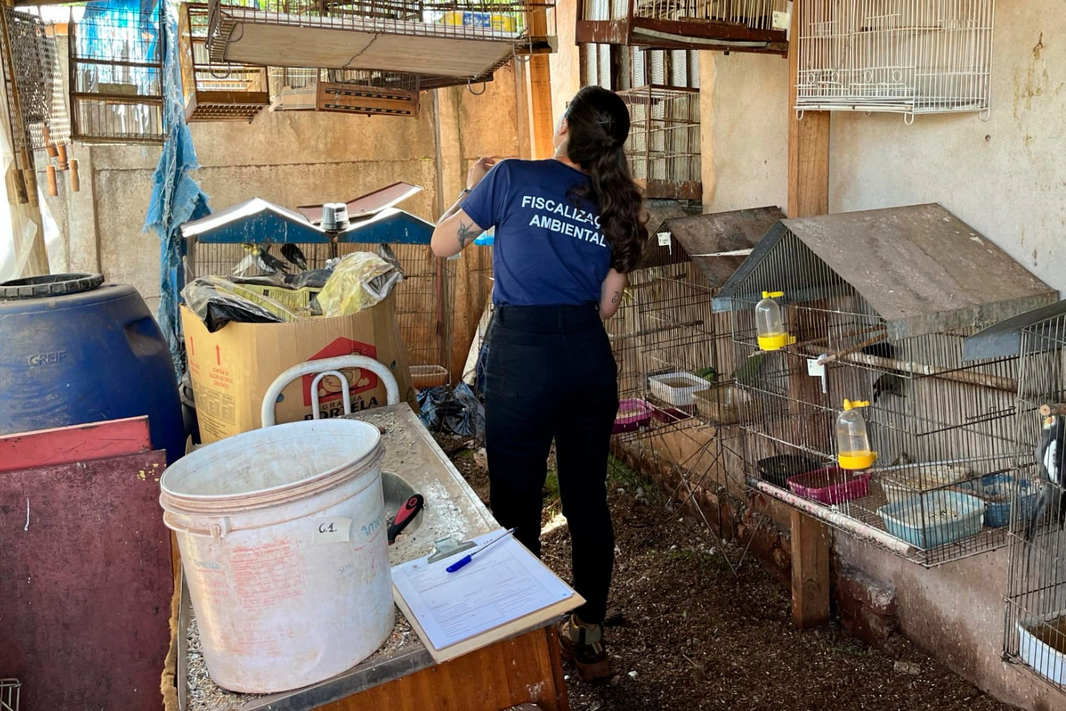 Opera&ccedil;&atilde;o entre IAT e PCPR resgata 42 aves de cativeiro em Assis Chateaubriand