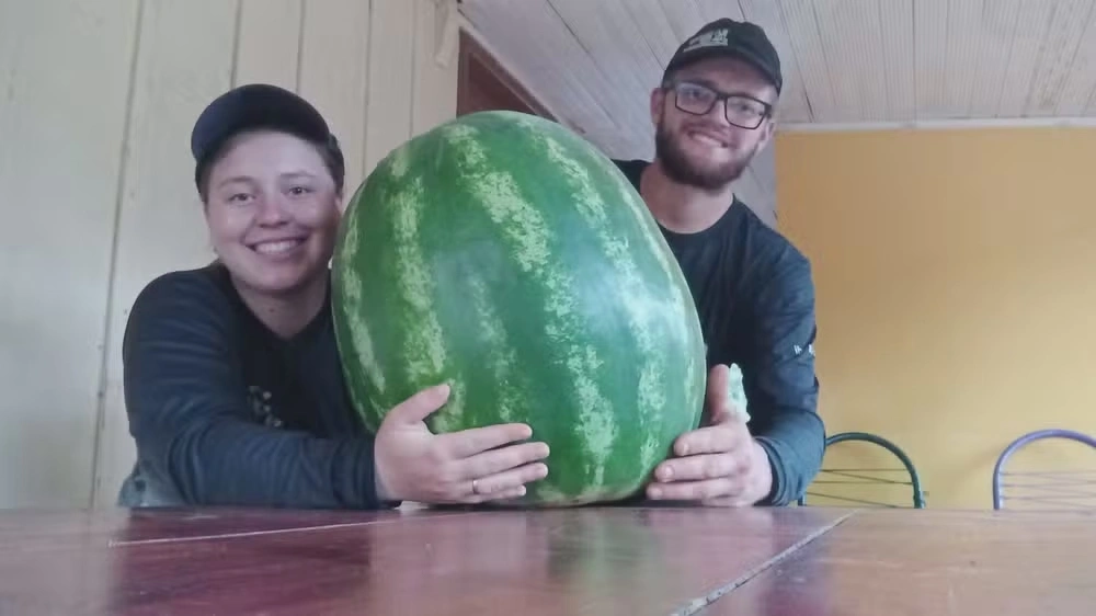 Agricultores colhem melancia 'gigante' de 34 quilos no Paran&aacute;