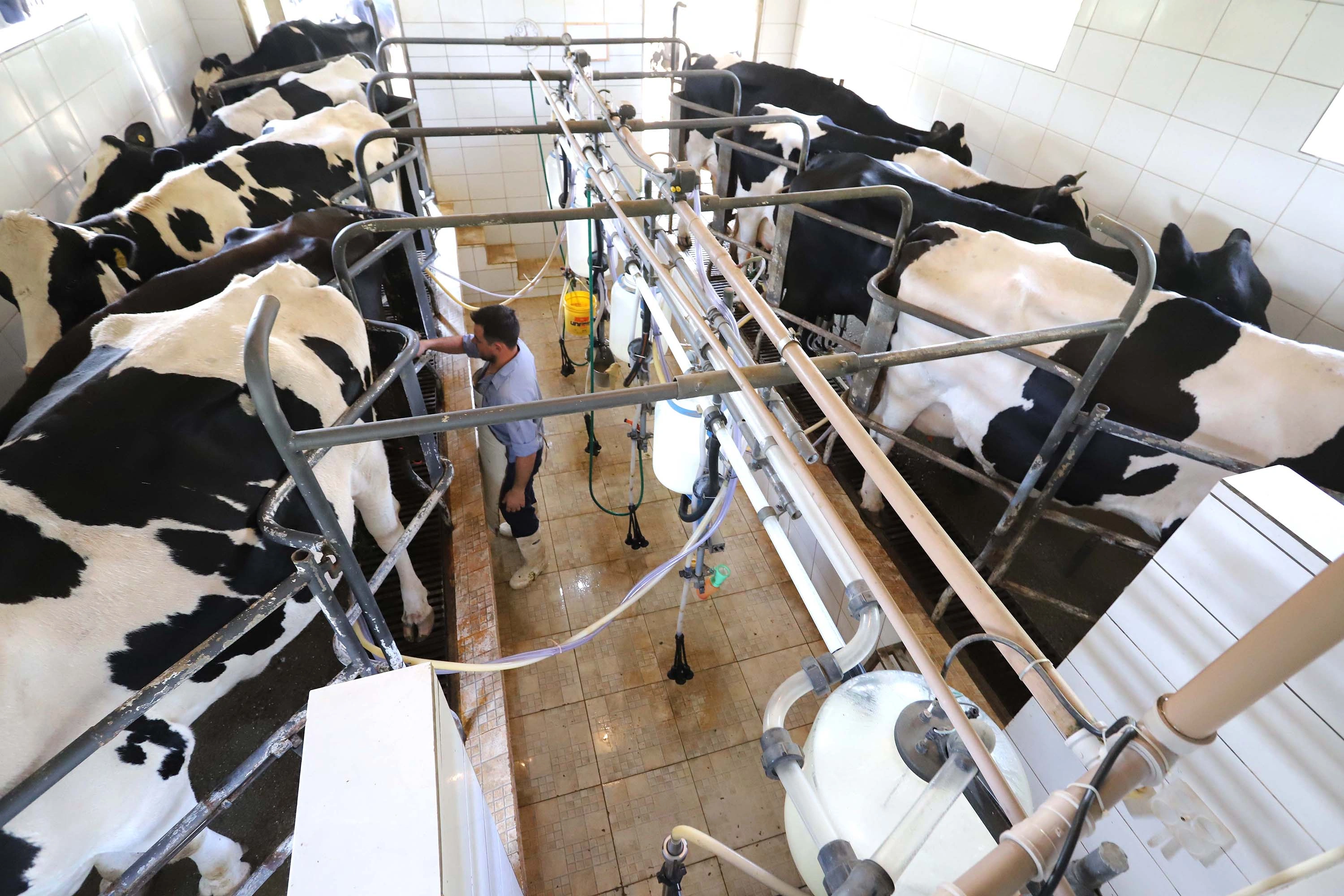 Paran&aacute; bate recorde na produ&ccedil;&atilde;o de frangos, su&iacute;nos, bovinos, leite e ovos em 2025