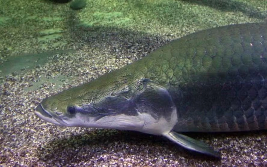 Ibama diz que declara&ccedil;&atilde;o de pirarucu como esp&eacute;cie invasora pretende orientar manejo