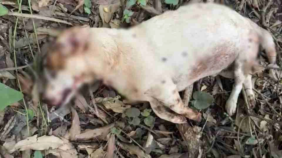 Cachorro Mancha &eacute; encontrado morto com marca de tiro em Marechal C&acirc;ndido Rondon