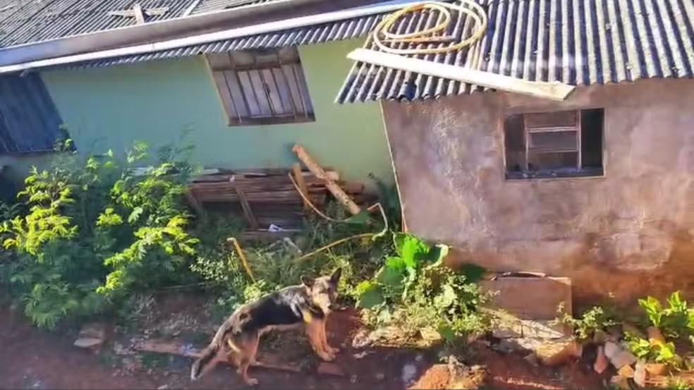 Dois cães são resgatados e um é encontrado morto após serem abandonados sem comida e água em Cascavel