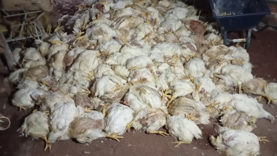 Produtor rural perde criação de galinhas após queda de energia