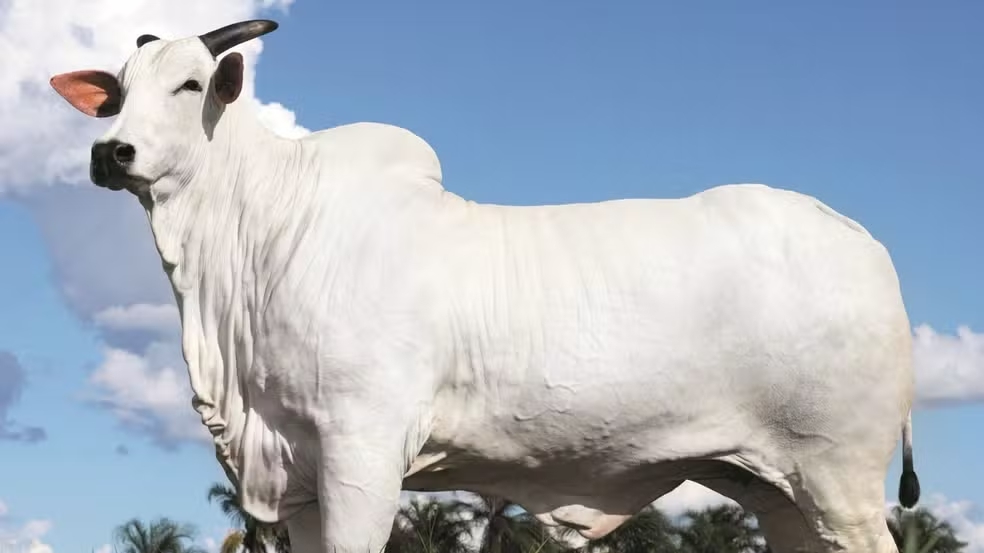 Vaca é vendida por R$ 54 milhões em Foz do Iguaçu e se torna a mais cara do mundo, segundo leilão