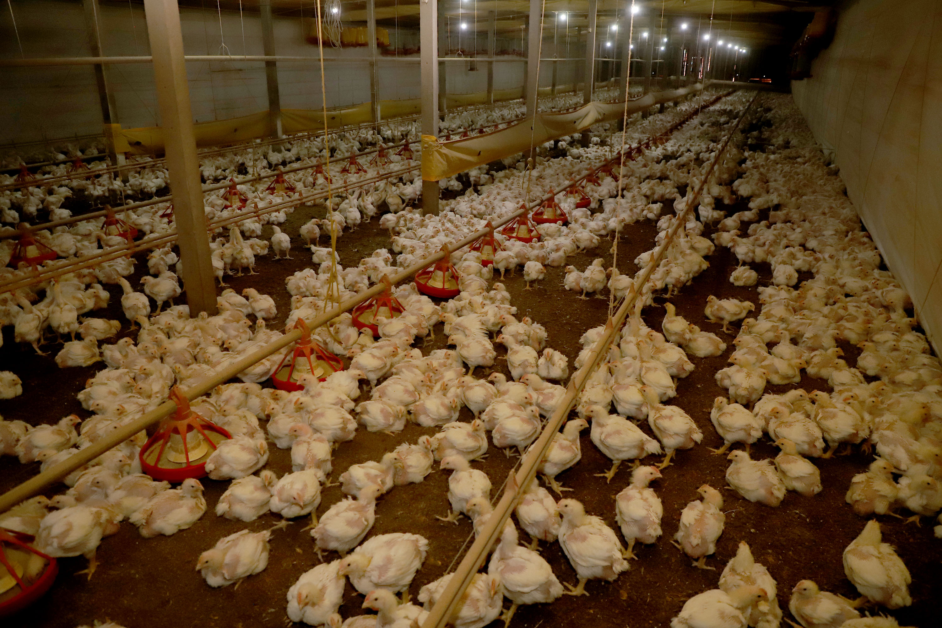 Estado e Seara anunciam R$ 475 milhões para impulsionar cadeia produtiva de frango no Paraná