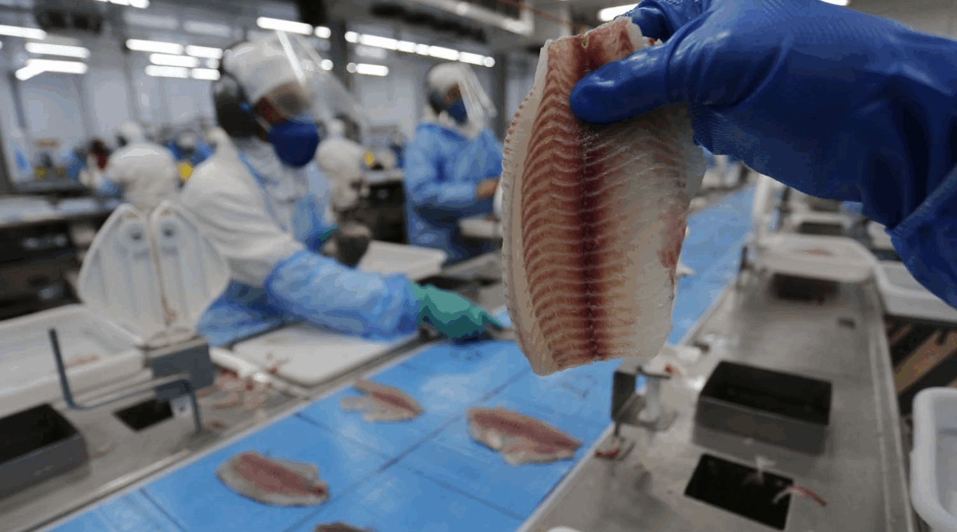 Tilápia impulsiona piscicultura paranaense, que cresce mais de 10% no estado