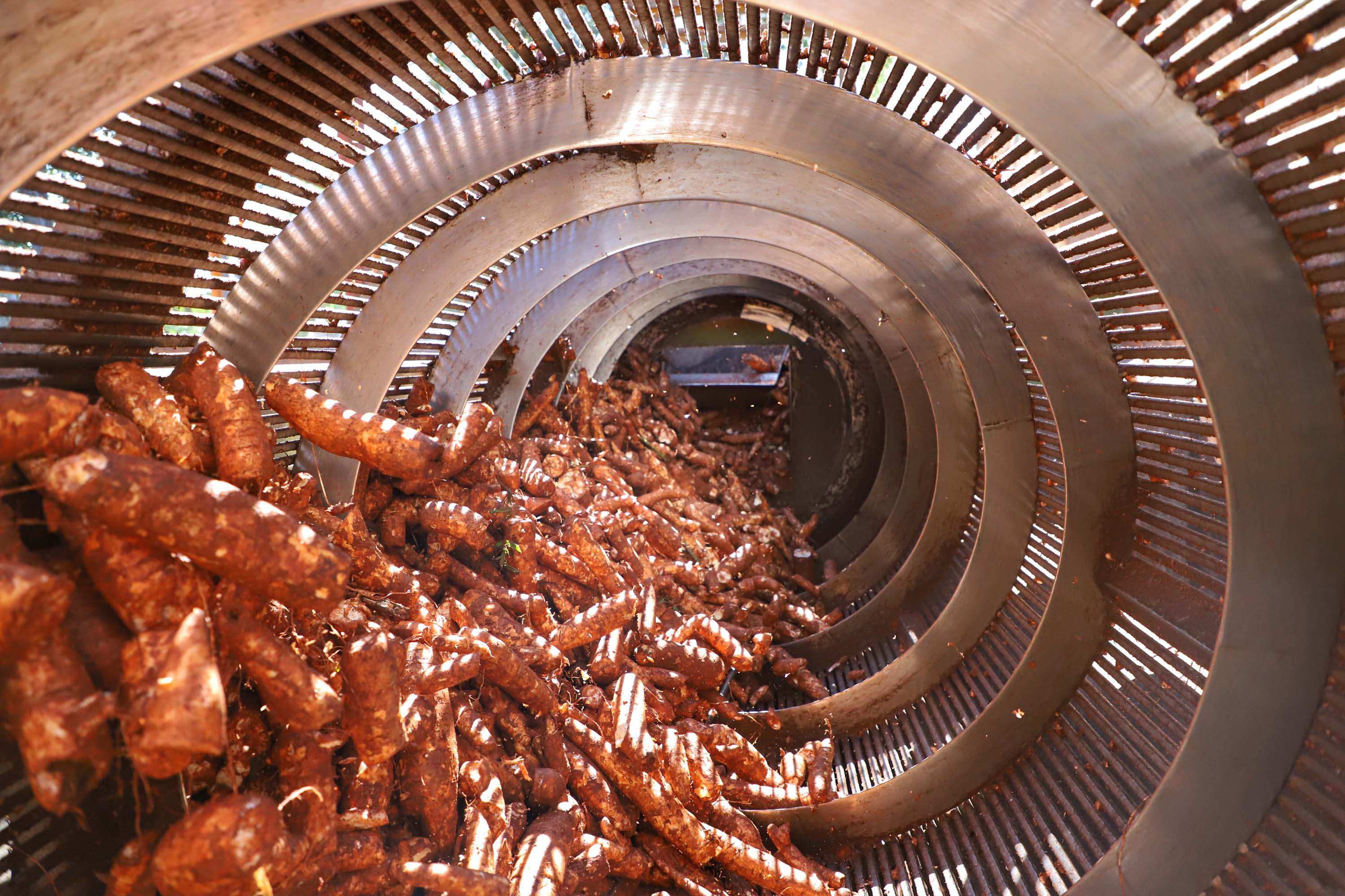 Esmagamento da mandioca tem forte queda; preços caem menos