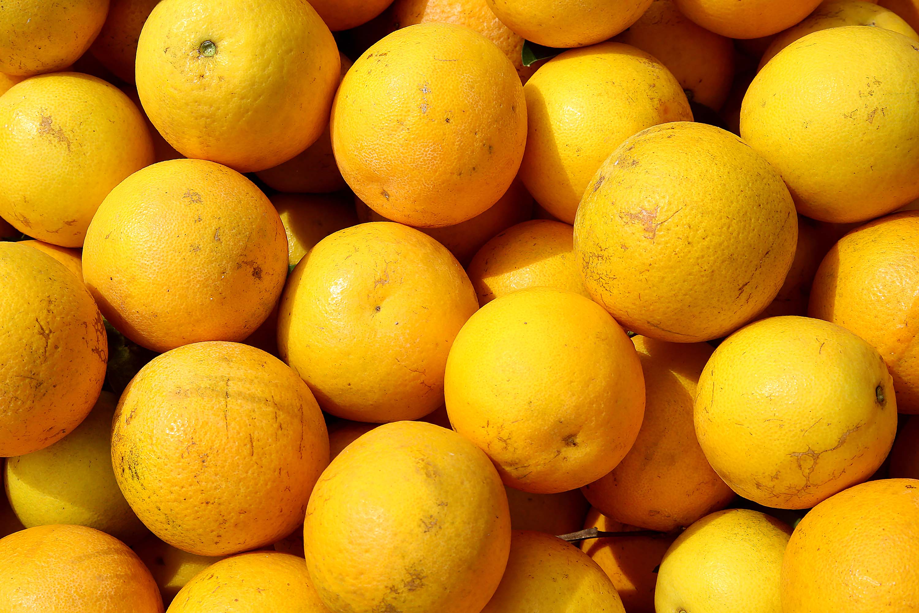 Hortigranjeiros do Paraná estão com preços mais acessíveis ao consumidor no começo de 2026