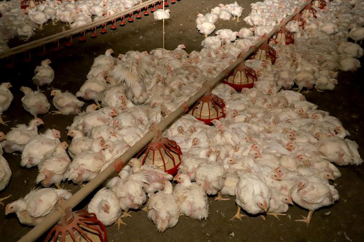 Como já previsto pelo Cepea, exportação de frango renova recorde em 2025