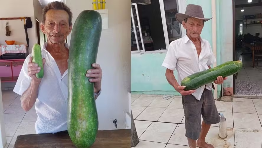 Pepino gigante surpreende agricultor de 85 anos em SC: 'Nunca vi algo igual'