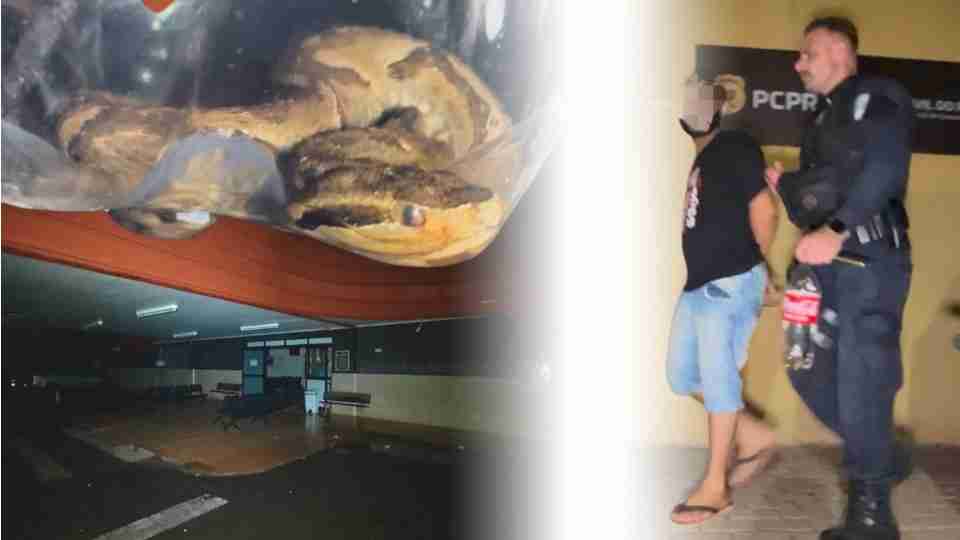 Menina é picada por jararaca, tio se exalta danifica UPA e joga réptil no local em Cascavel