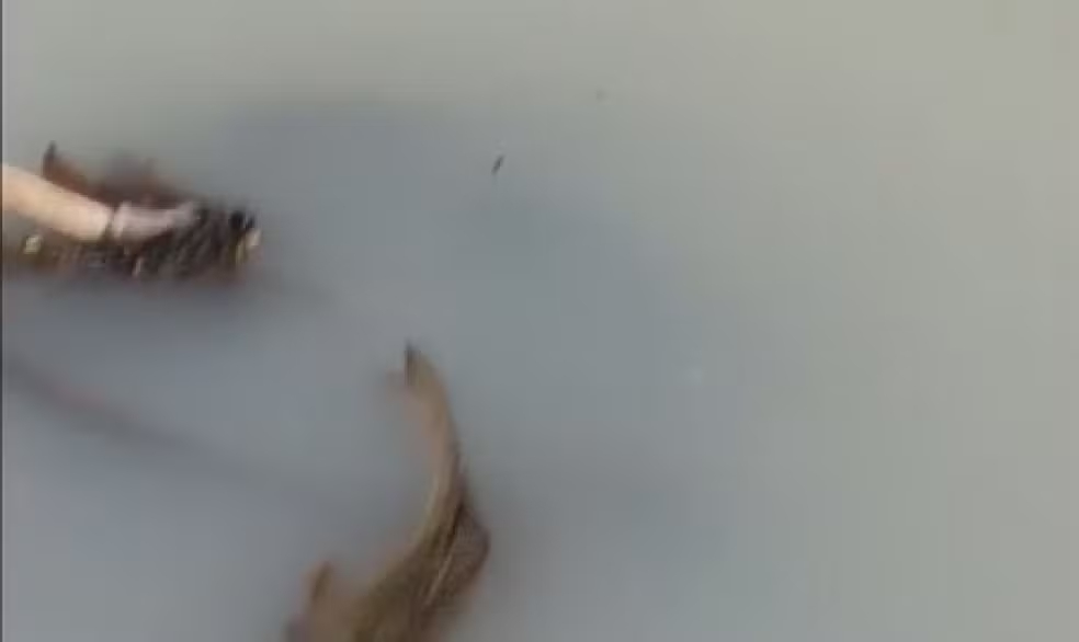 Centenas de peixes mortos se espalham por 4 km de rio e Secretaria do Meio Ambiente relata ‘cheiro de defensivo agrícola’ no Paraná