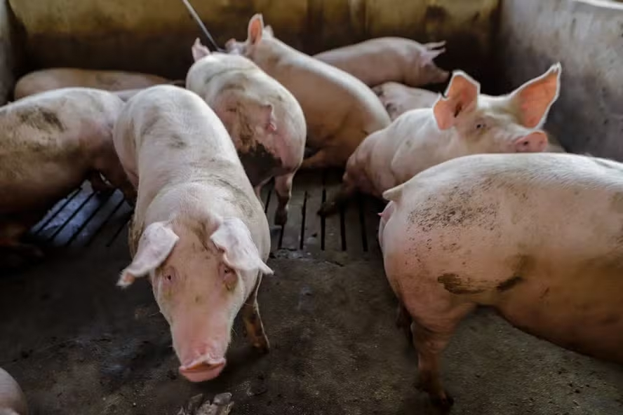 Preços do suíno vivo e da carne recuam com força em janeiro
