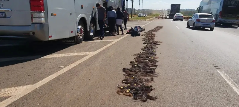 PRF apreende malas com cabelos e medicamento em ônibus na BR-277