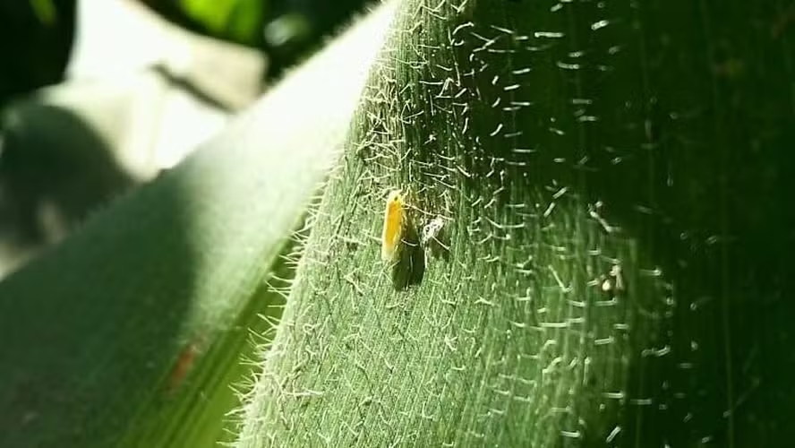 Cigarrinha-do-milho causou prejuízo de US$ 25,8 bilhões em três safras