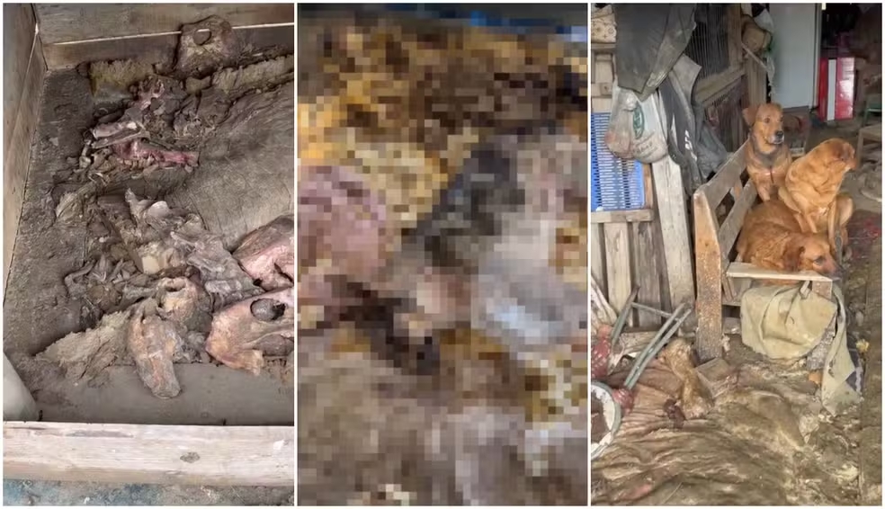 Homem investigado por congelar cães em freezer em SC vira réu