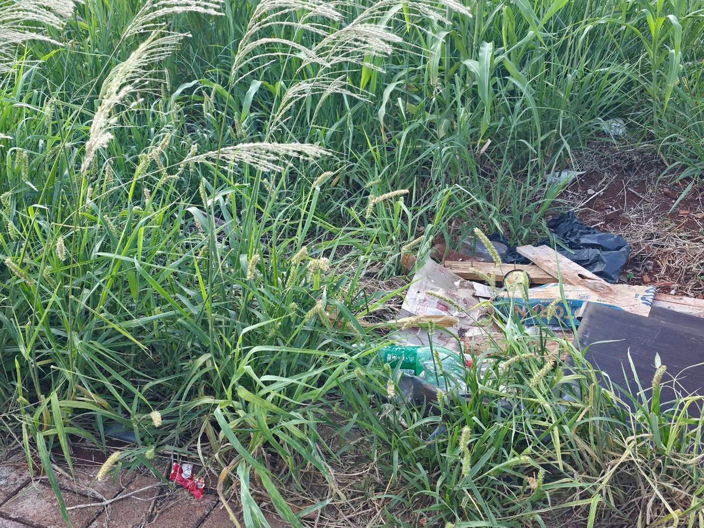 Prefeitura de Nova Santa Rosa reforça responsabilidade dos proprietários na manutenção de terrenos