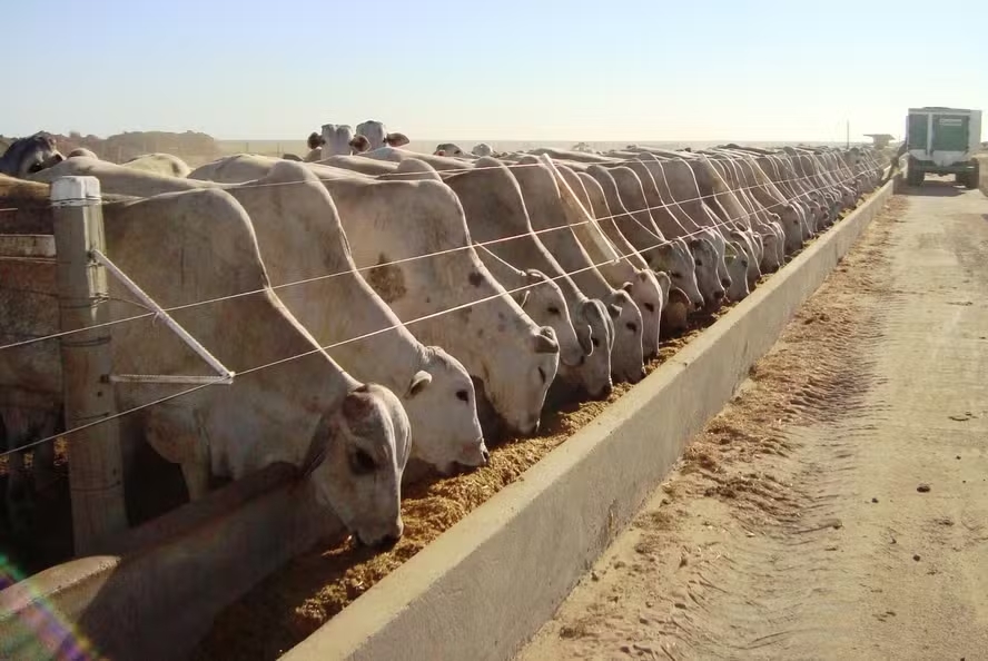 Confinamento de gado cresceu 16% em 2025, diz dsm-firmenich