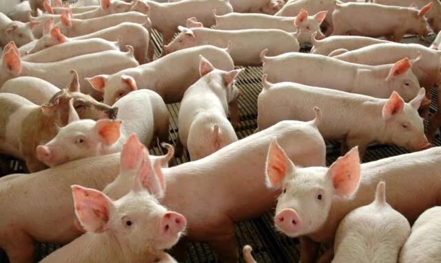 Brasil mantém liderança mundial em custo de produção de suínos