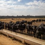 Exportações de carne bovina devem ultrapassar 200 mil toneladas