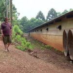 Avicultor perde 700 frangos em dois dias após intensa onda de calor no Paraná